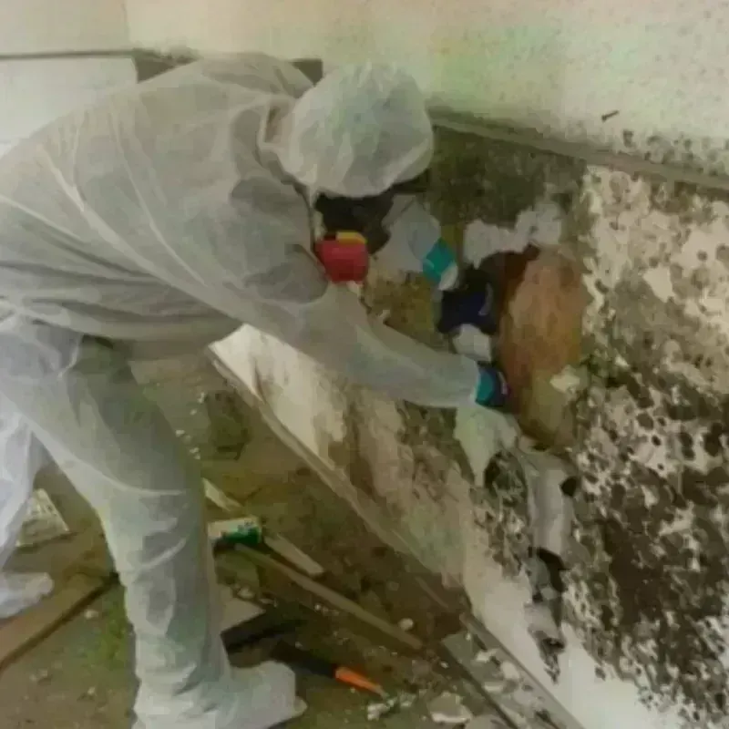 Mold Remediation and Removal in Dover, AR